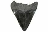 Fossil Megalodon Tooth - South Carolina #275824-1